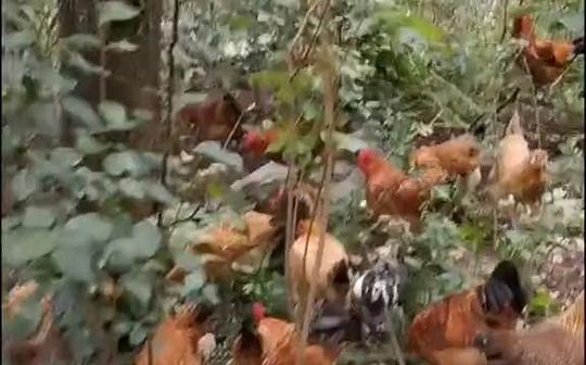 这就是我们大山里的生活不用电不用煤气，捡柴火做饭，感觉一天没有烦恼，时间过得很快
