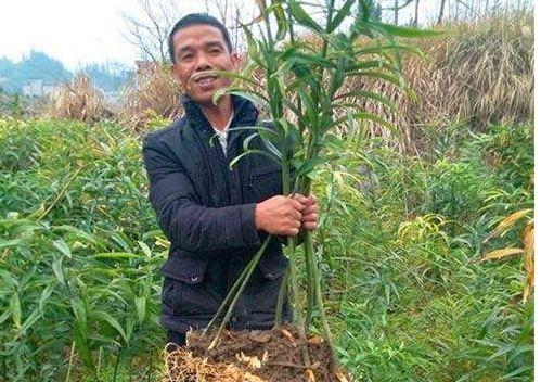 农村大叔种地亩赚5万，无私公开了种植秘诀，赚钱就这么简单