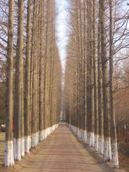 壁纸风景森林树杨树桌面600_800竖版竖屏手机