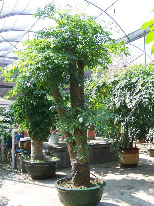 壁纸盆景盆栽树植物540_720竖版竖屏手机