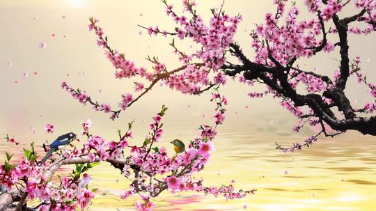 三月桃花视频_1920x1080_高清视频素材下载(编号:)