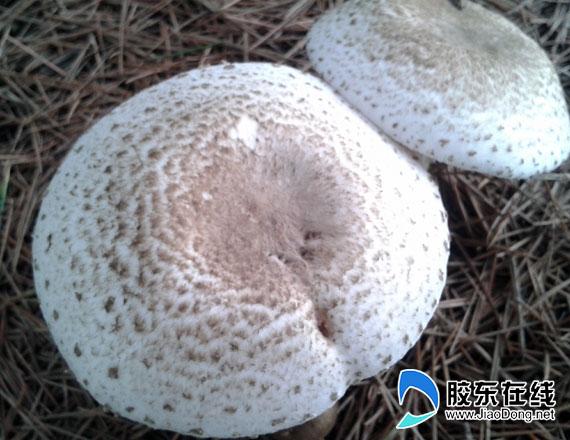 怎样鉴别野生的蘑菇是否有毒?