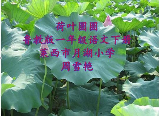 荷叶圆圆