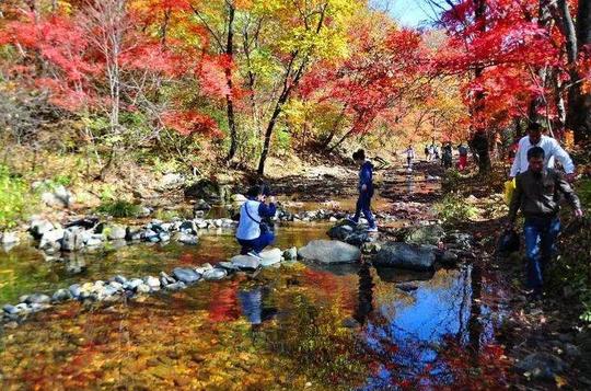 【五彩枫路】东北赏早秋,看五花长白山,红叶谷,中华枫叶大道,关门山
