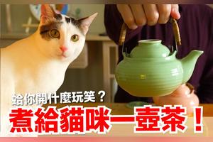 茶叶对猫 茶百科