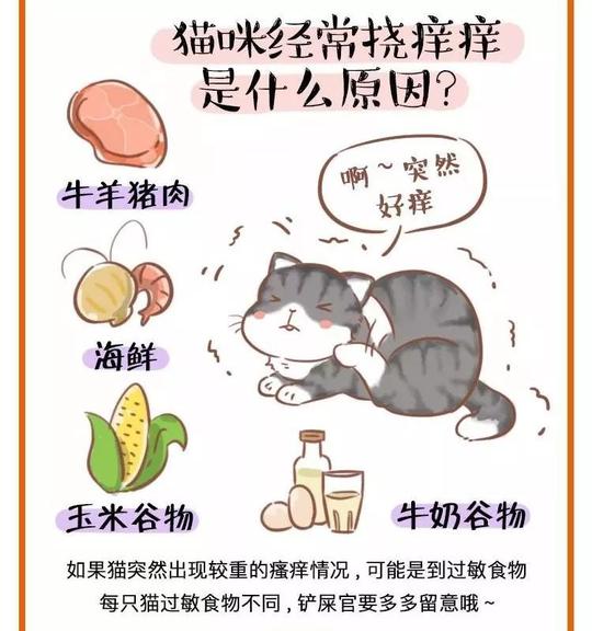 猫咪经常挠痒痒,是什么原因呢?