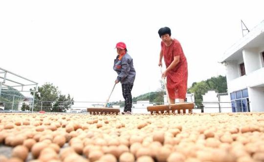 洪爱娟创业成立了歙县山野山核桃专业合作社,统一生产管理的3000多