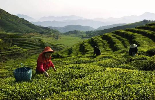 "茶旅融合"打造"茶禅小镇,音乐东溪",惊艳了世界的《采茶舞曲》在诞生