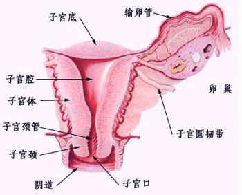 女性不孕应该做哪些检查?