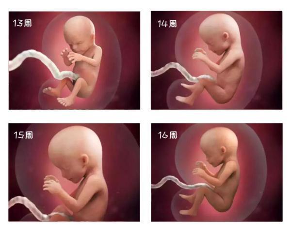 怀孕16周胎儿变化及胎动是怎样的