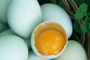 吃什么网的珍品绿壳鸡蛋比普通鸡蛋好吗