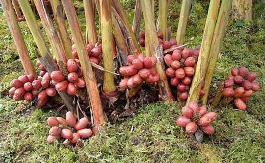 2015年农村种植什么最赚钱?(3)