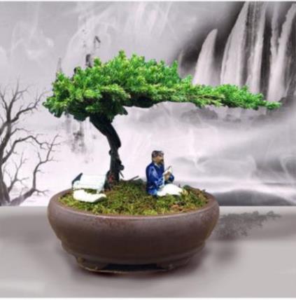 树桩名贵迎客松盆景真树文人厅堂松树植物盆栽悬崖式室内素材柏松