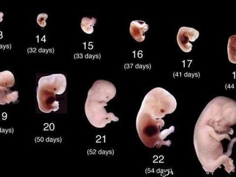 受精卵着床需要几天有什么症状