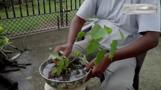 瞅瞅叔叔做盆景-花盆-苗子全都不要钱-赚钱赚的手发软