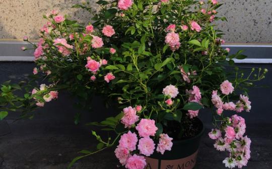 推荐一款冷门月季--冬梅，优点一箩筐:花量巨大、抗病性超强、花型漂亮、长势强健、花期很长