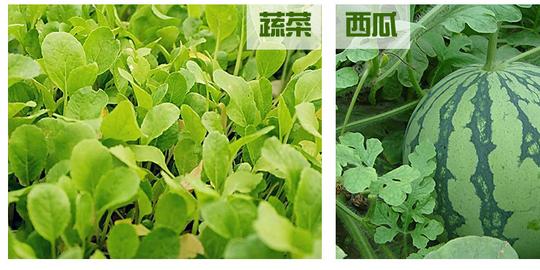 二甲戊灵200ml*40瓶旱田封闭除施田发是广谱性播后苗前除草剂.