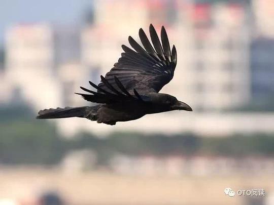 一只乌鸦飞过中年的黄昏-北京时间