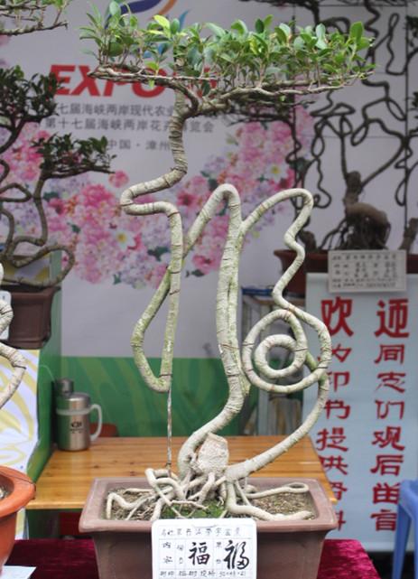 福字盆景-闽南花木网-闽南花卉苗木园林行业信息网站