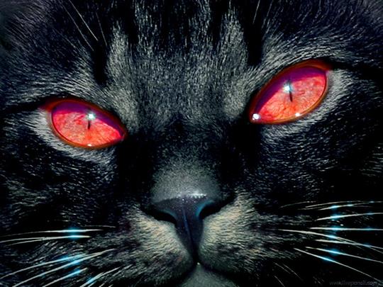 黑色猫壁纸
