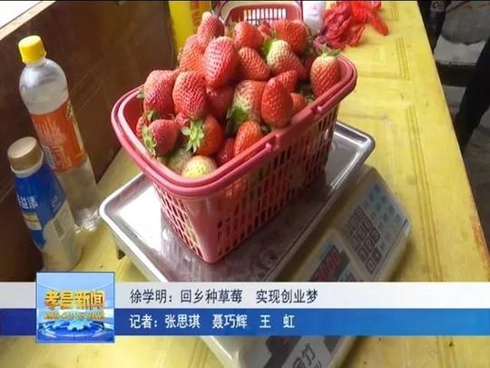 徐学明:回乡种草莓实现创业梦