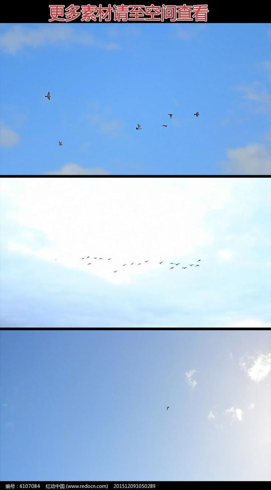 小鸟鸟群天空飞翔实拍视频素材