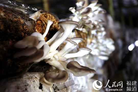 福建松溪:农民种植食用菌创业撑起“致富伞”