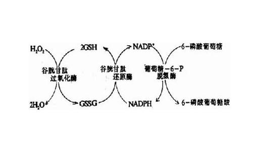 男宝宝更容易遗传蚕豆病