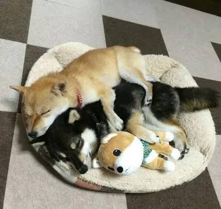 单身狗铲屎官每天面对这2只柴犬,整天都在被虐-宠物