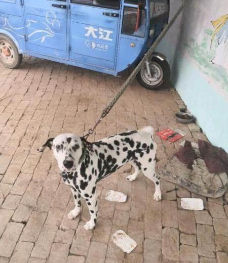 低价处理大麦町犬