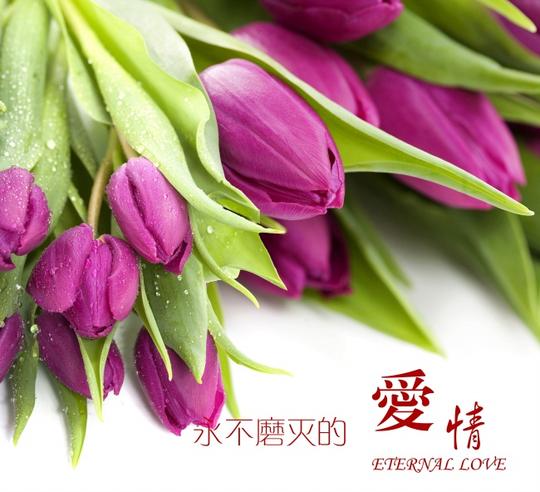 爱情图片,带字,爱情,文字,郁金香,鲜花,花朵,花卉,唯美文字,花草,植物