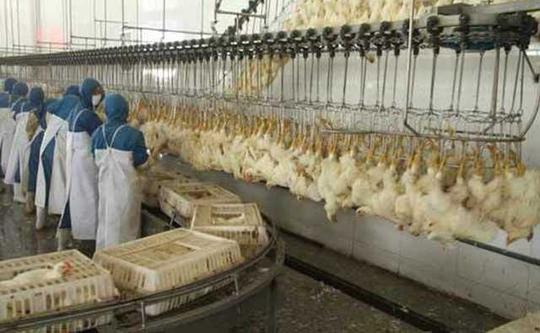 在农村怎么赚钱,买上这台机器做加工月入2万