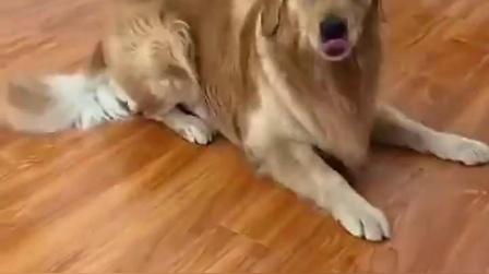 搞笑短视频，神犬皮蛋相亲记上集