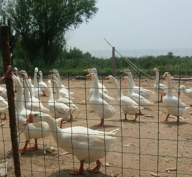 夏季备孕要注意什么