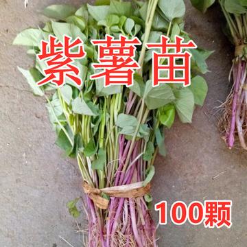临沂市哪里卖地瓜苗了