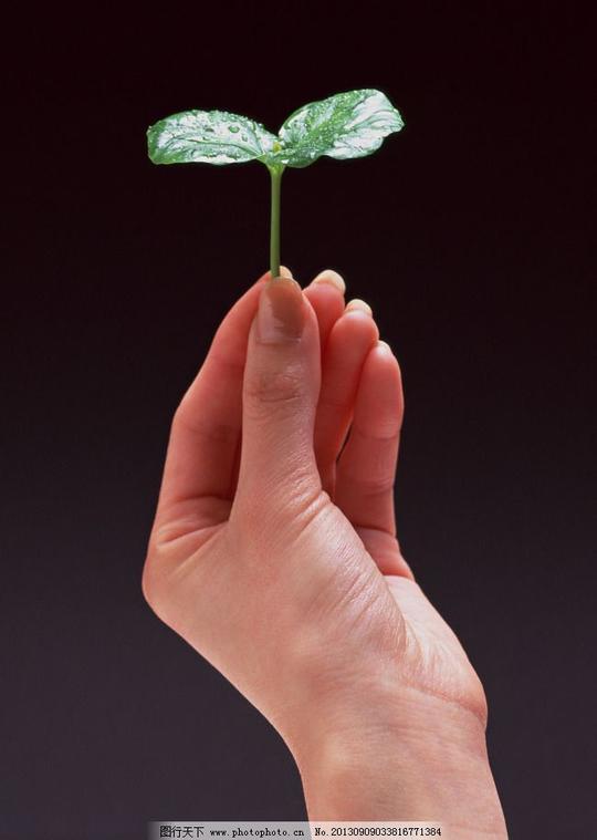 手拿小苗手拿小苗免费下载创意发芽小芽图片素材生物世界