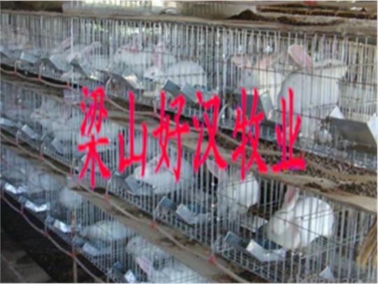养兔,科学养兔,兔舍建设图,有什么兔子最赚钱_