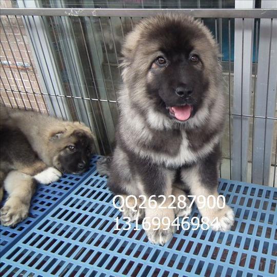 好血统巨型可爱的猛犬工作犬纯种黑色高加索幼犬宠物狗支付宝