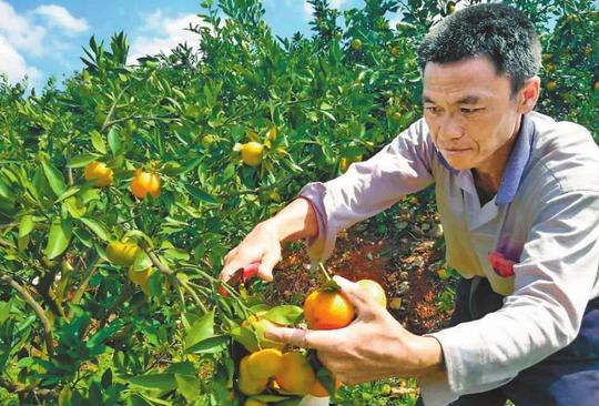 打响了"秋波兮"柑橘等农业品牌,玉溪百信,台湾久保农场等企业纷纷到