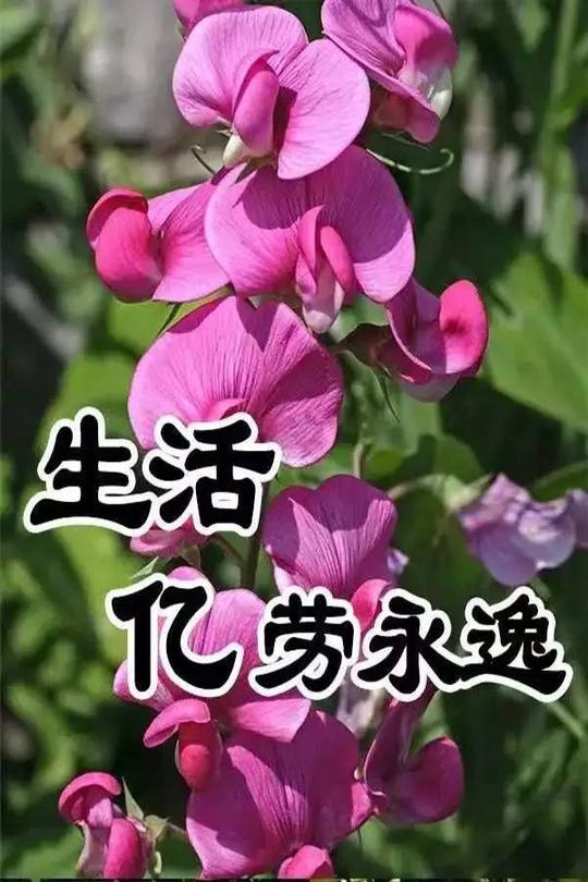 新的一年,人生一字歌,送给你,愿你一帆风顺!