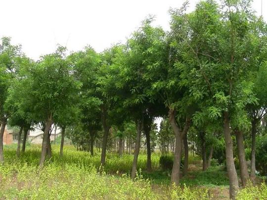 生意经_中州花木网
