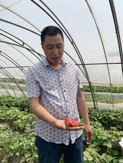郑州一80后小伙回农村创业扶贫万斤草莓销路遇难题