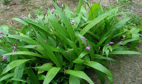 白芨白芨种植白芨种苗加盟