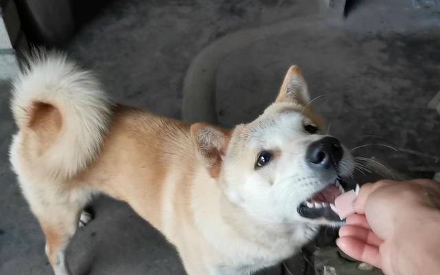 产后21天月子餐食谱