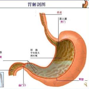胃窦的部位图片说明图片