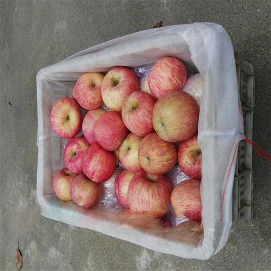 厂家定制包装无纺布水果袋果园葡萄苹果袋子周转筐用无纺布批发
