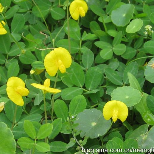 蔓花生 头条搜索