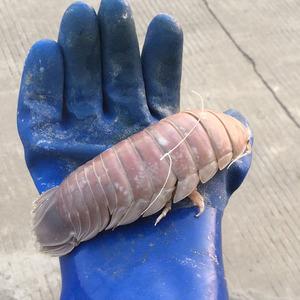 标本素材大王具足虫小王虫道氏深水虱海洋奇特生物十元一只皮皮虾