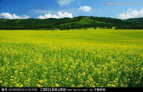 赏油菜花的朋友圈微信说说