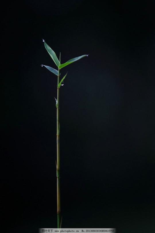 绿叶绿叶图片素材下载绿色光与影特写摄影花草枝叶生物世界
